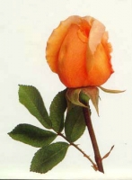 Đi dưới chiều mưa