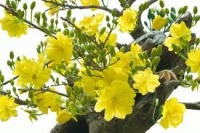 Những mùa xuân kỳ lạ